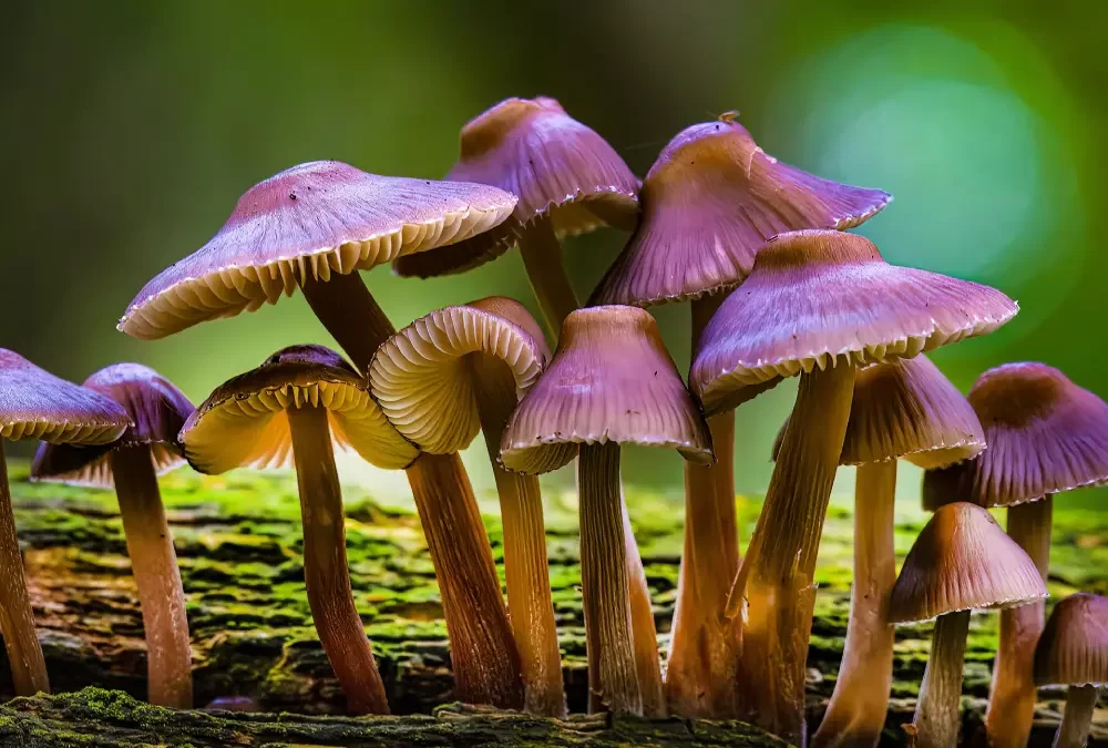 Mushroom Cultivation